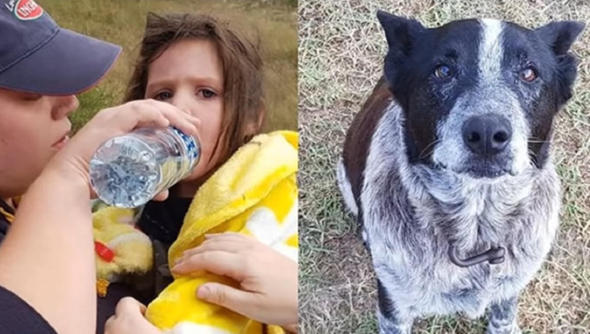Un chien aveugle reste pendant 15 h avec une fillette de 3 ans perdu dans la fort