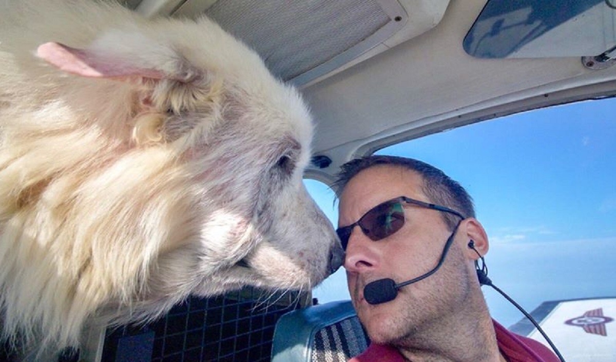 Un homme sauve un chien de l'euthanasie et l'amne en avion dans sa nouvelle famille