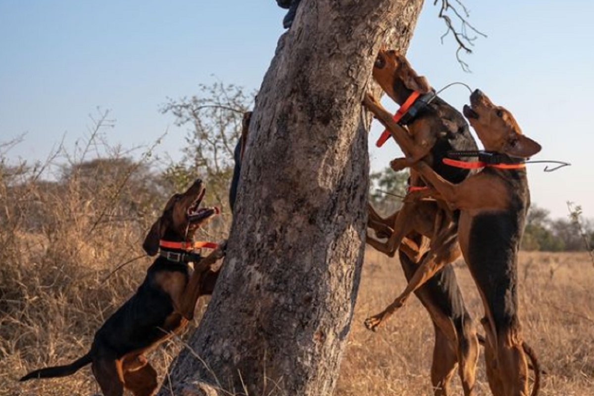 Des chiens dressés aident les garde-chasses et sauvent 45 rhinocéros des braconniers